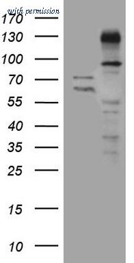 OriGene CF809057 image 1