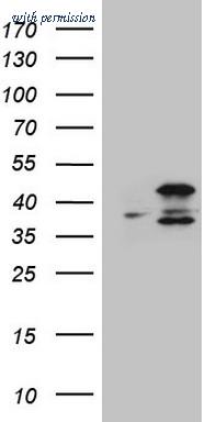 OriGene CF809100 image 1