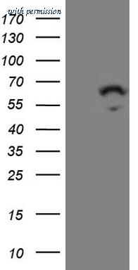 OriGene CF809101 image 1