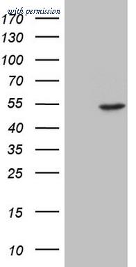OriGene CF809104 image 1
