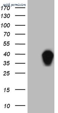 OriGene CF809190 image 1