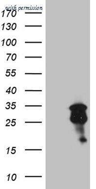OriGene CF809195 image 1