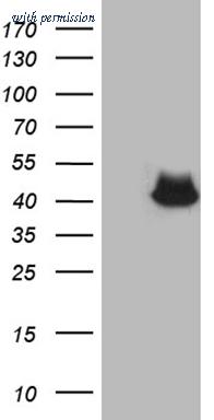 OriGene CF809198 image 1