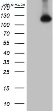 OriGene CF809243 image 1