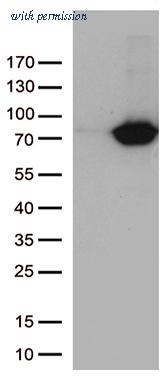 OriGene CF809245 image 1