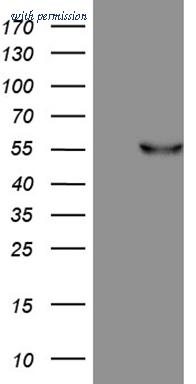 OriGene CF809251 image 1