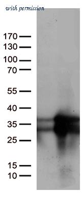 OriGene CF809255 image 1