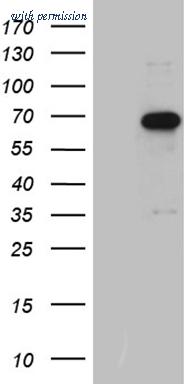 OriGene CF809276 image 1