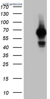 OriGene CF809284 image 1