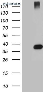 OriGene CF809327 image 1