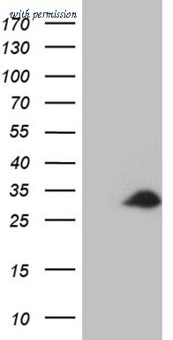 OriGene CF809329 image 1