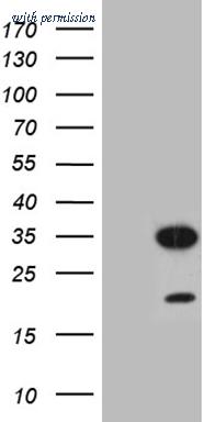 OriGene CF809331 image 1