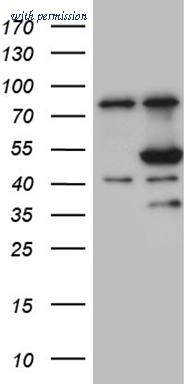 OriGene CF809336 image 1