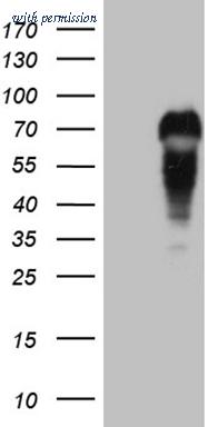 OriGene CF809344 image 1
