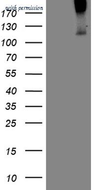 OriGene CF809350 image 1