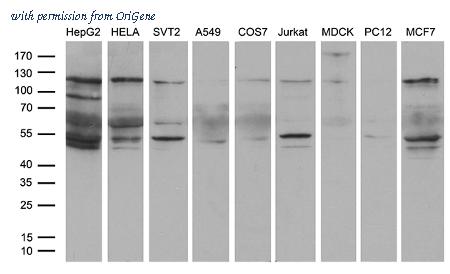 OriGene CF809373 image 1
