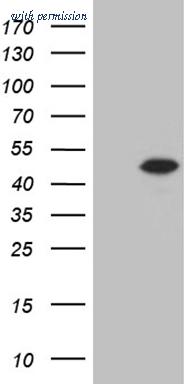 OriGene CF809376 image 1