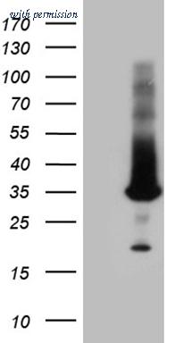 OriGene CF809382 image 1