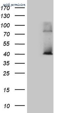 OriGene CF809442 image 1