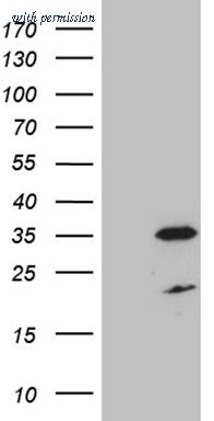 OriGene CF809448 image 1