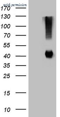 OriGene CF809482 image 1
