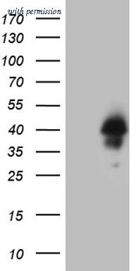 OriGene CF809488 image 1