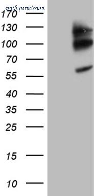 OriGene CF809512 image 1