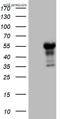 OriGene CF809561 image 1