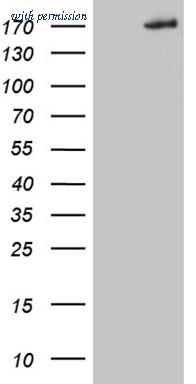 OriGene CF809611 image 1