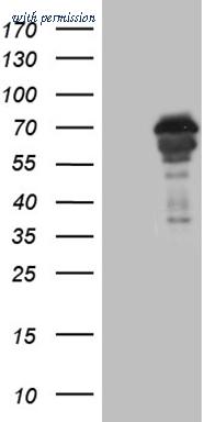 OriGene CF809616 image 1