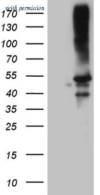 OriGene CF809648 image 1