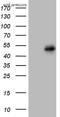 OriGene CF809662 image 1