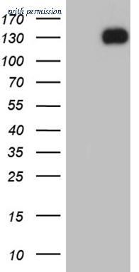 OriGene CF809666 image 1