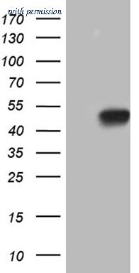 OriGene CF809750 image 1