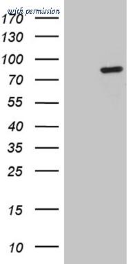 OriGene CF809888 image 1