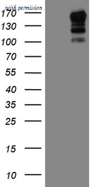OriGene CF809902 image 1