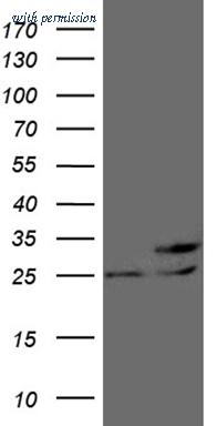 OriGene CF809919 image 1