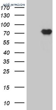 OriGene CF809927 image 1