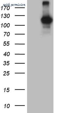 OriGene CF809946 image 1