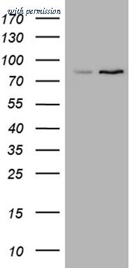 OriGene CF810066 image 1
