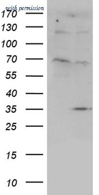 OriGene CF810106 image 1