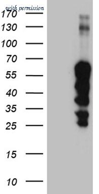 OriGene CF810319 image 1