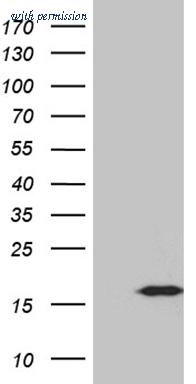 OriGene CF810410 image 1