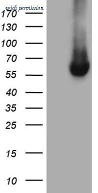 OriGene CF810419 image 1