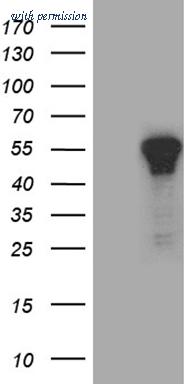 OriGene CF810526 image 1