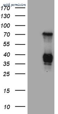 OriGene CF810554 image 1