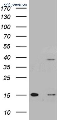 OriGene CF810663 image 1