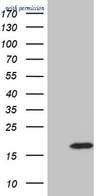 OriGene CF810666 image 1
