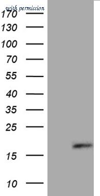 OriGene CF810702 image 1