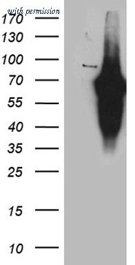 OriGene CF811002 image 1